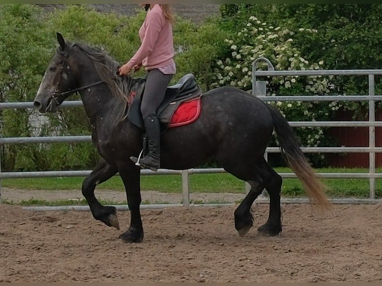 Fries paard Mix Ruin 4 Jaar 155 cm Zwartschimmel in Rudersdorf