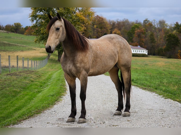 Fries paard Mix Ruin 4 Jaar 157 cm Buckskin in Sugarcreek