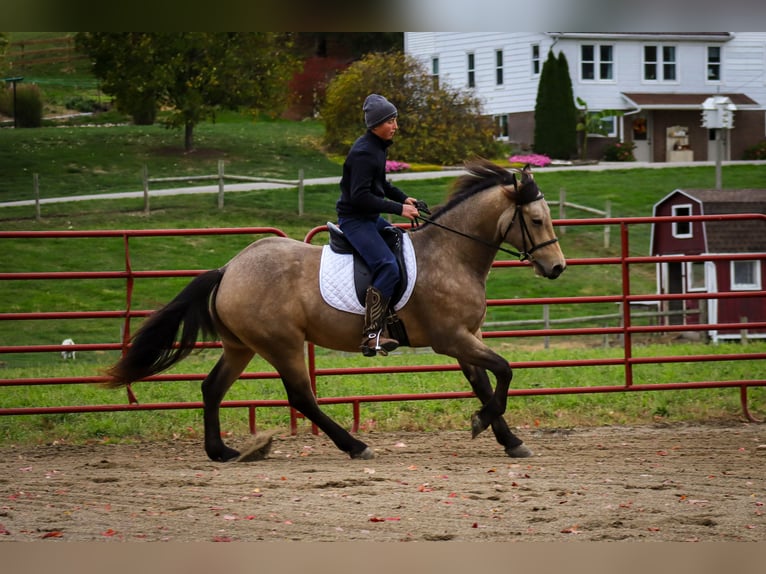 Fries paard Mix Ruin 4 Jaar 157 cm Buckskin in Sugarcreek