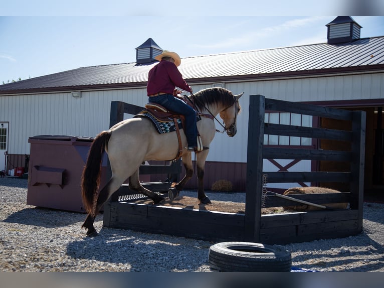 Fries paard Ruin 4 Jaar 157 cm Buckskin in Hopkinsville