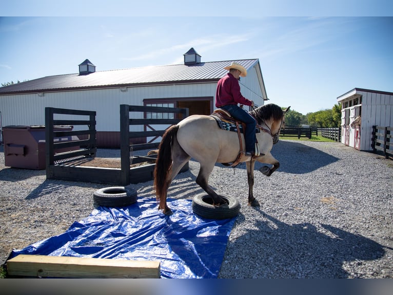 Fries paard Ruin 4 Jaar 157 cm Buckskin in Hopkinsville