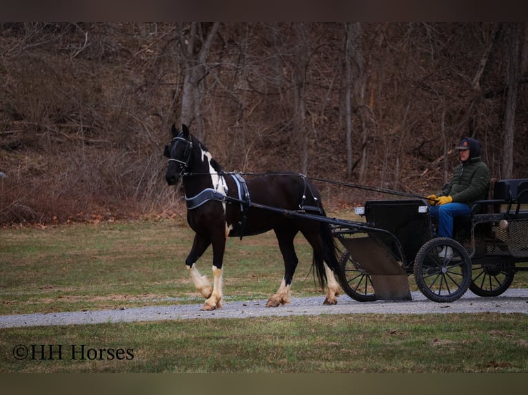 Fries paard Ruin 4 Jaar 157 cm Tobiano-alle-kleuren in Flemingsburg KY