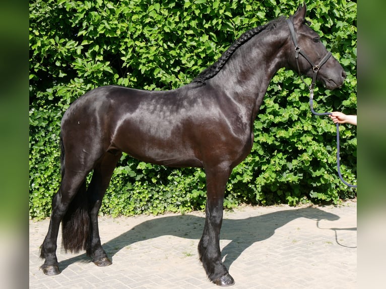 Fries paard Mix Ruin 4 Jaar 158 cm Zwart in Dorsten