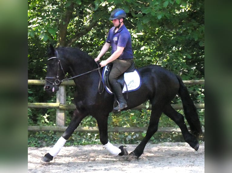 Fries paard Mix Ruin 4 Jaar 158 cm Zwart in Dorsten