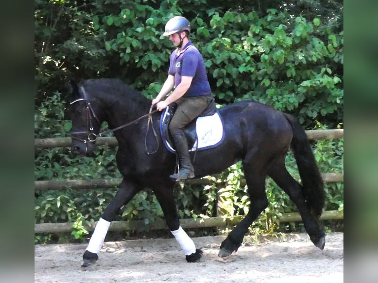 Fries paard Mix Ruin 4 Jaar 158 cm Zwart in Dorsten