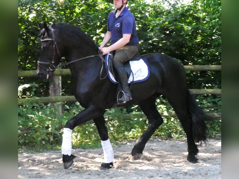 Fries paard Mix Ruin 4 Jaar 158 cm Zwart in Dorsten