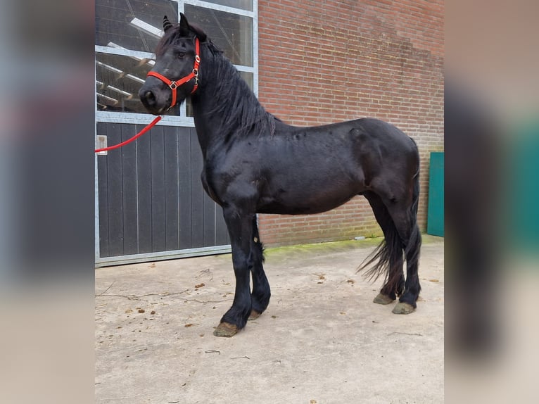 Fries paard Ruin 4 Jaar 158 cm Zwart in Bladel