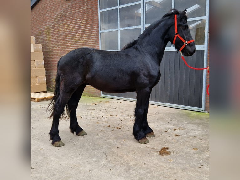 Fries paard Ruin 4 Jaar 158 cm Zwart in Bladel