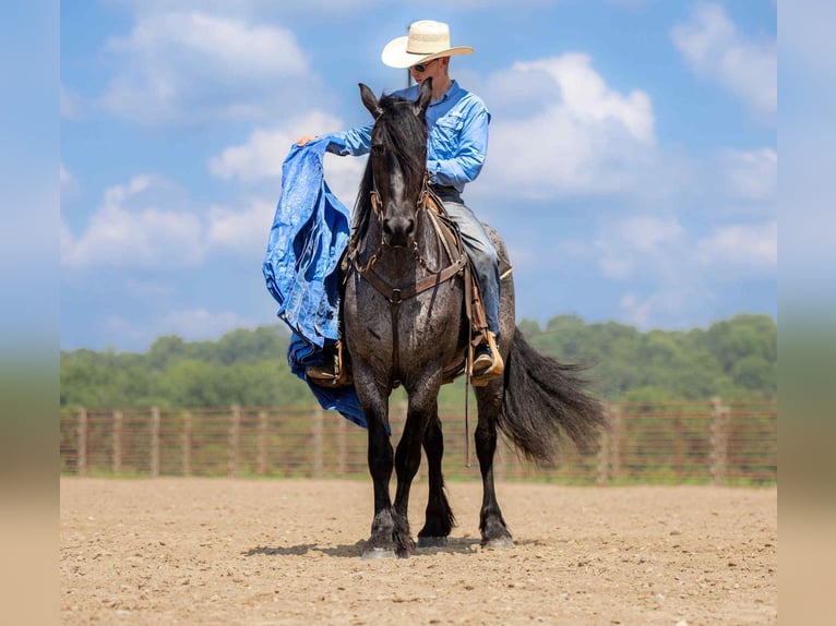 Fries paard Mix Ruin 4 Jaar 160 cm Roan-Blue in Auburn, KY
