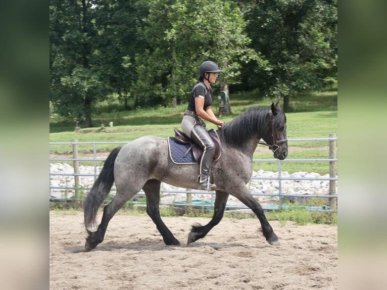 Fries paard Mix Ruin 4 Jaar 160 cm Roan-Blue in Auburn, KY