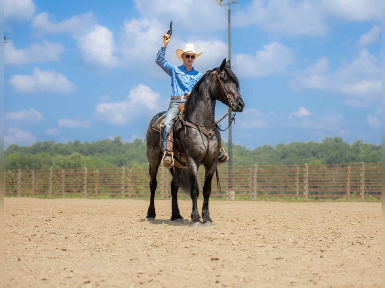Fries paard Mix Ruin 4 Jaar 160 cm Roan-Blue in Auburn, KY