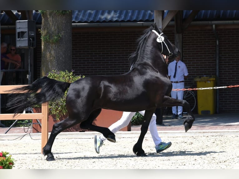 Fries paard Ruin 4 Jaar 160 cm Zwart in Selfkant