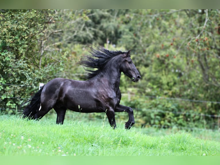 Fries paard Ruin 4 Jaar 160 cm Zwart in Gnarrenburg