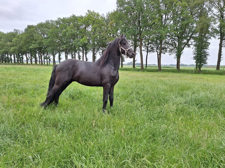 Fries paard Ruin 4 Jaar 162 cm Zwart in Dalen