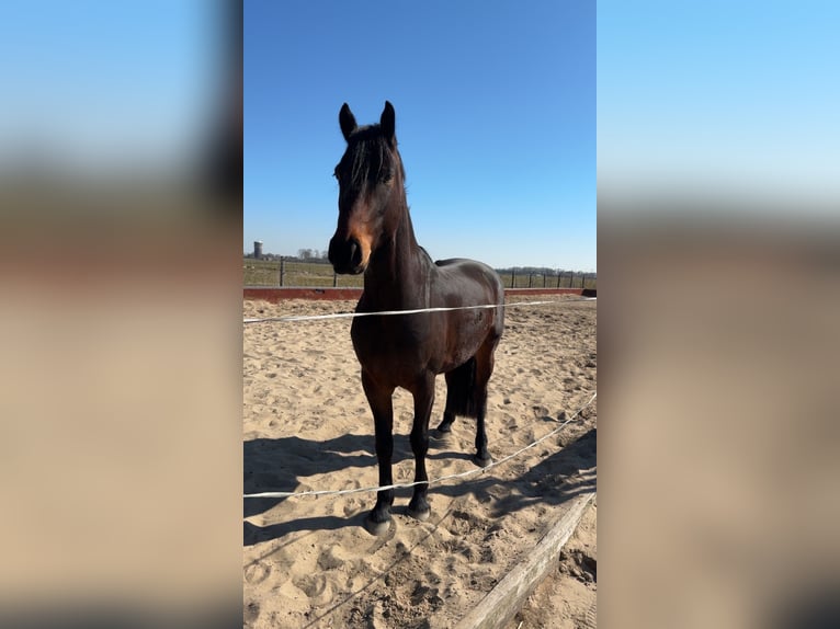 Fries paard Ruin 4 Jaar 163 cm Bruin in Landsmeer
