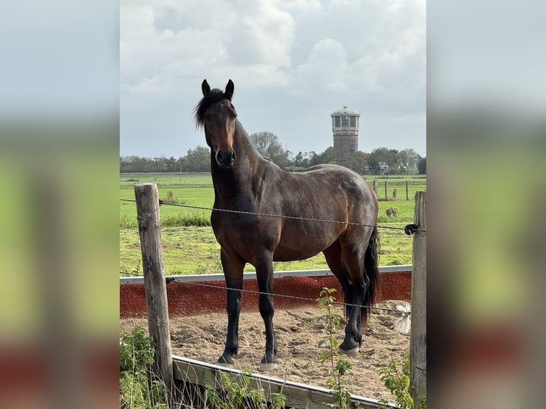 Fries paard Ruin 4 Jaar 163 cm Bruin in Landsmeer
