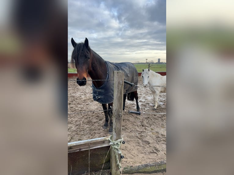 Fries paard Ruin 4 Jaar 163 cm Bruin in Landsmeer