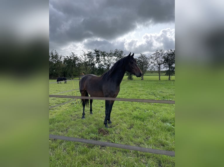 Fries paard Ruin 4 Jaar 163 cm Bruin in Landsmeer