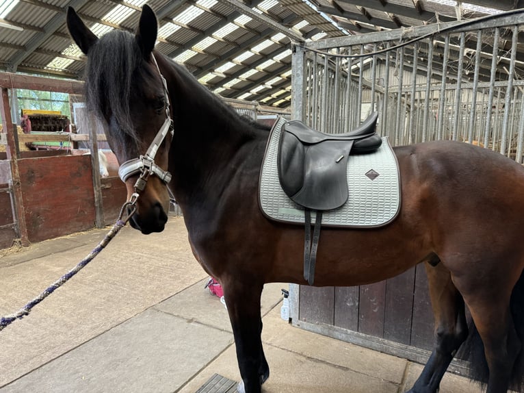 Fries paard Ruin 4 Jaar 163 cm Bruin in Landsmeer