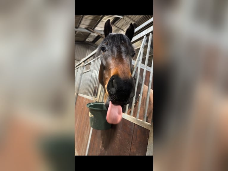 Fries paard Ruin 4 Jaar 163 cm Bruin in Landsmeer