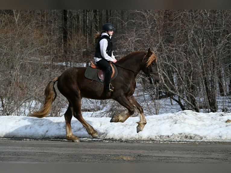 Fries paard Ruin 4 Jaar 163 cm Donkere-vos in Warsaw