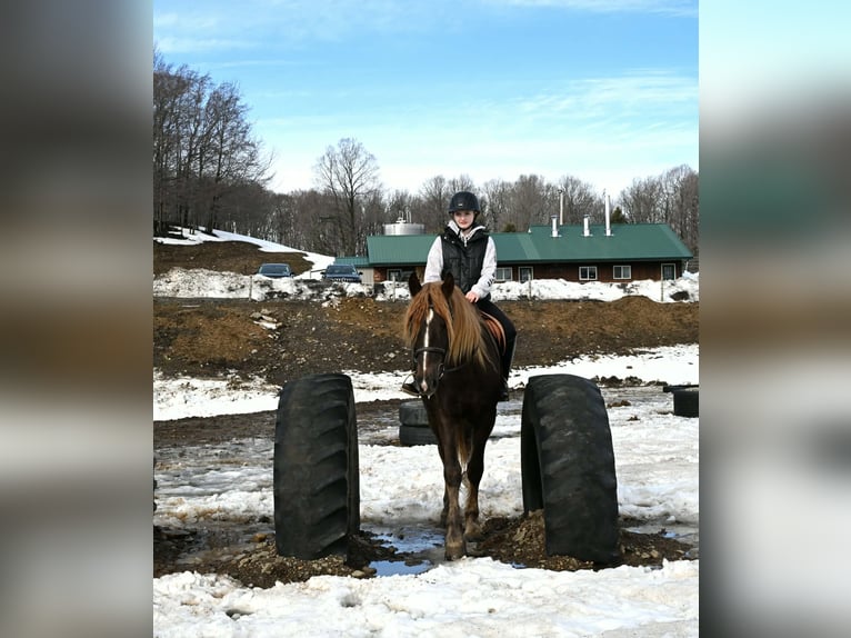 Fries paard Ruin 4 Jaar 163 cm Donkere-vos in Warsaw