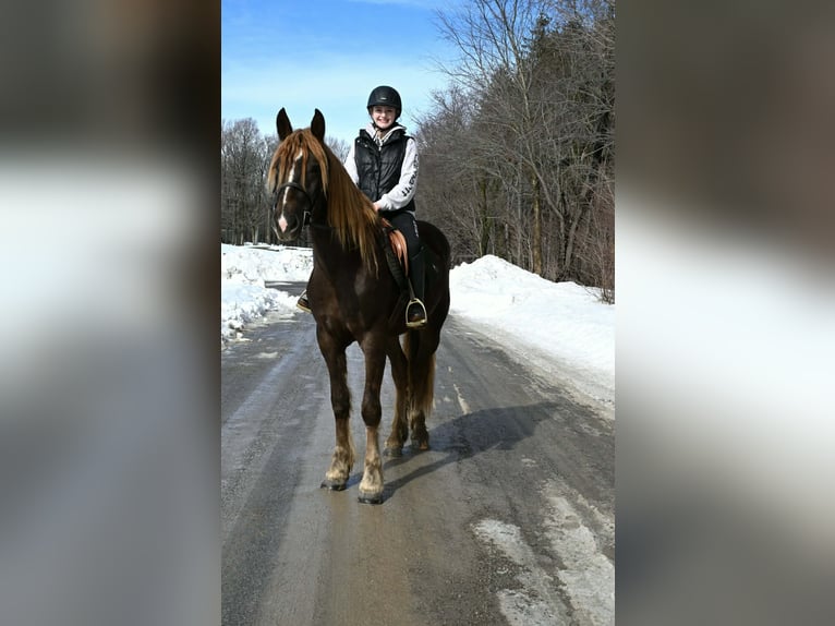 Fries paard Ruin 4 Jaar 163 cm Donkere-vos in Warsaw