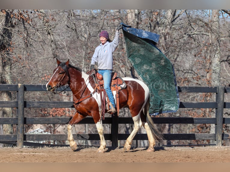 Fries paard Mix Ruin 4 Jaar 163 cm in Clover, SC