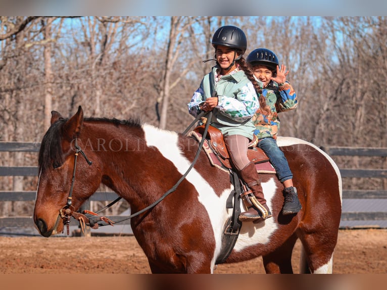 Fries paard Mix Ruin 4 Jaar 163 cm in Clover, SC