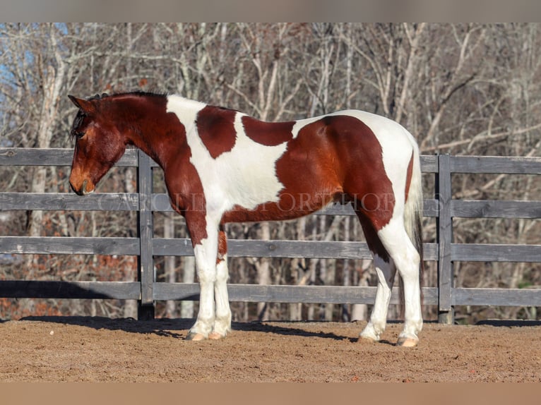 Fries paard Mix Ruin 4 Jaar 163 cm in Clover, SC