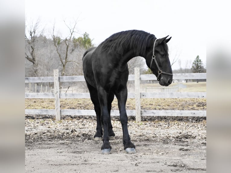Fries paard Ruin 4 Jaar 163 cm Zwart in Howell