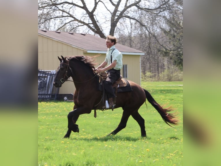 Fries paard Ruin 4 Jaar 163 cm Zwart in Howell