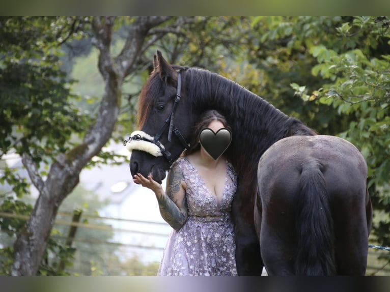 Fries paard Ruin 4 Jaar 163 cm Zwart in Luxemburg