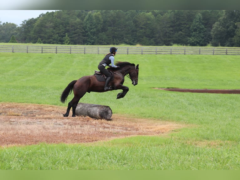 Fries paard Mix Ruin 4 Jaar 163 cm Zwart in Clover, SC