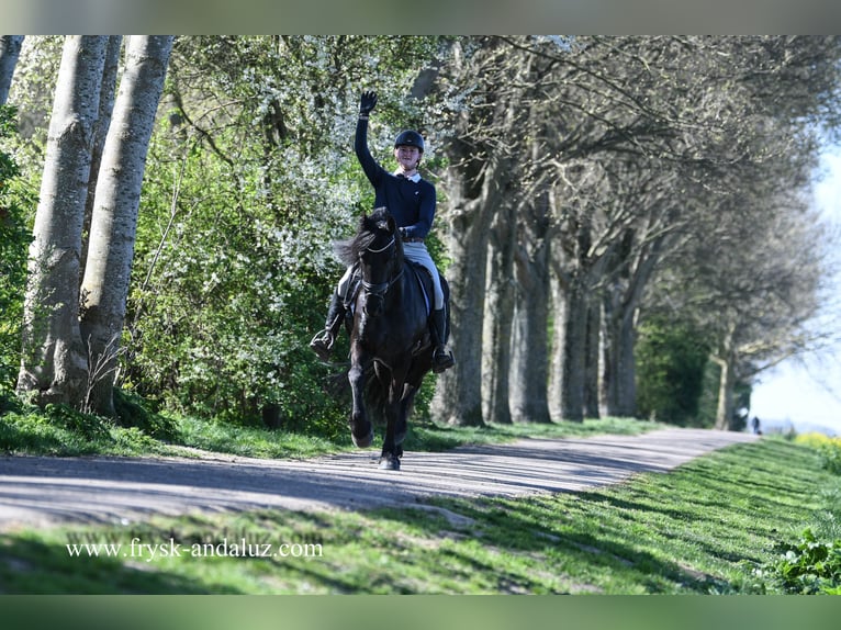 Fries paard Ruin 4 Jaar 163 cm Zwart in Mijnsheerenland