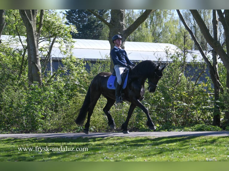 Fries paard Ruin 4 Jaar 163 cm Zwart in Mijnsheerenland