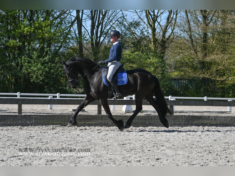 Fries paard Ruin 4 Jaar 163 cm Zwart in Mijnsheerenland