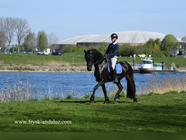 Fries paard Ruin 4 Jaar 163 cm Zwart in Mijnsheerenland