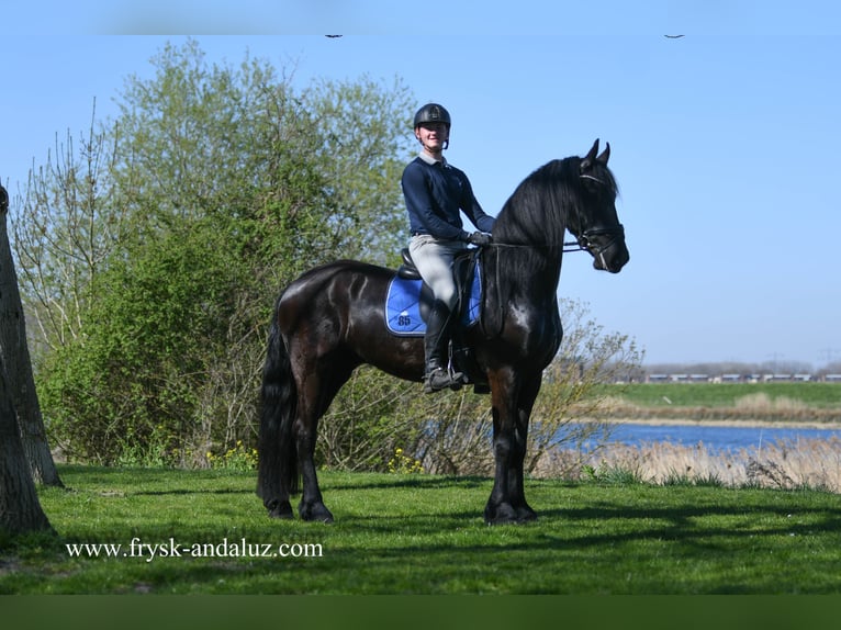 Fries paard Ruin 4 Jaar 163 cm Zwart in Mijnsheerenland