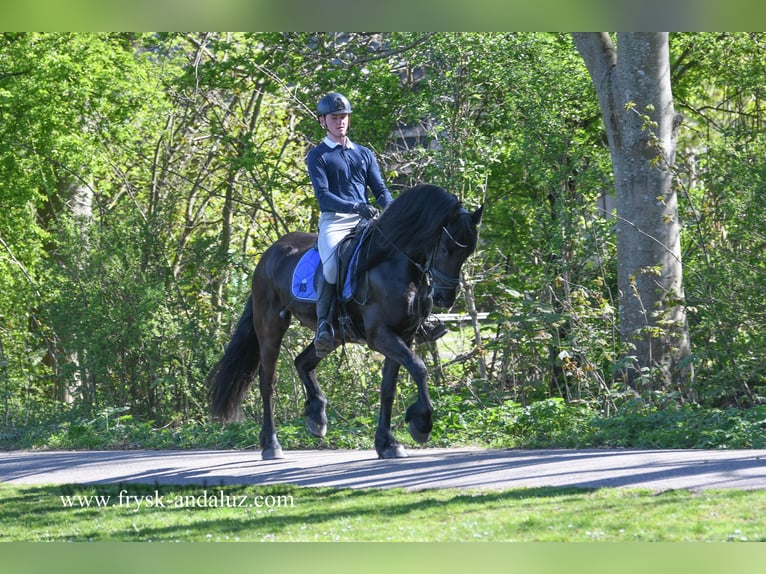 Fries paard Ruin 4 Jaar 163 cm Zwart in Mijnsheerenland