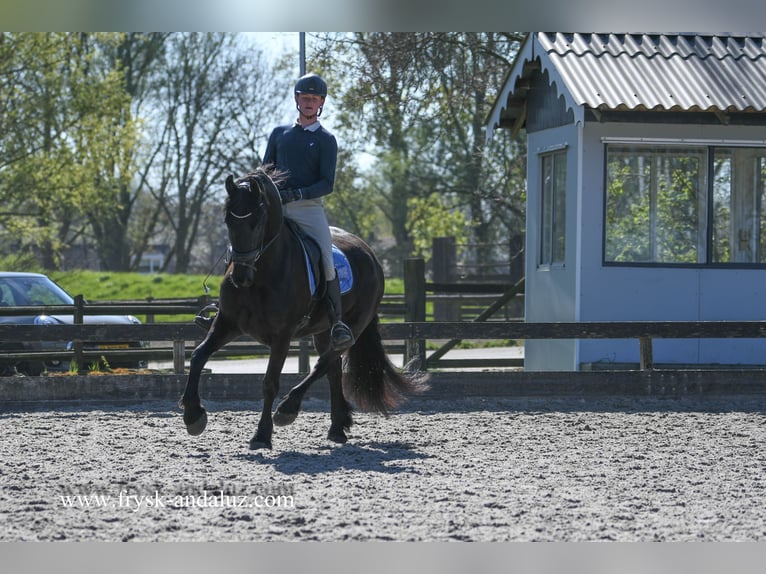 Fries paard Ruin 4 Jaar 163 cm Zwart in Mijnsheerenland