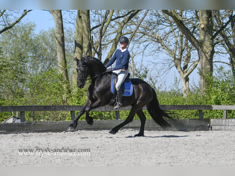 Fries paard Ruin 4 Jaar 163 cm Zwart in Mijnsheerenland