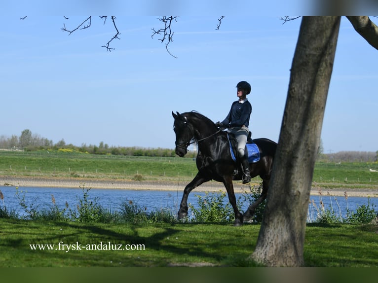Fries paard Ruin 4 Jaar 163 cm Zwart in Mijnsheerenland