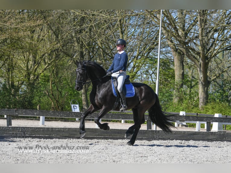 Fries paard Ruin 4 Jaar 163 cm Zwart in Mijnsheerenland