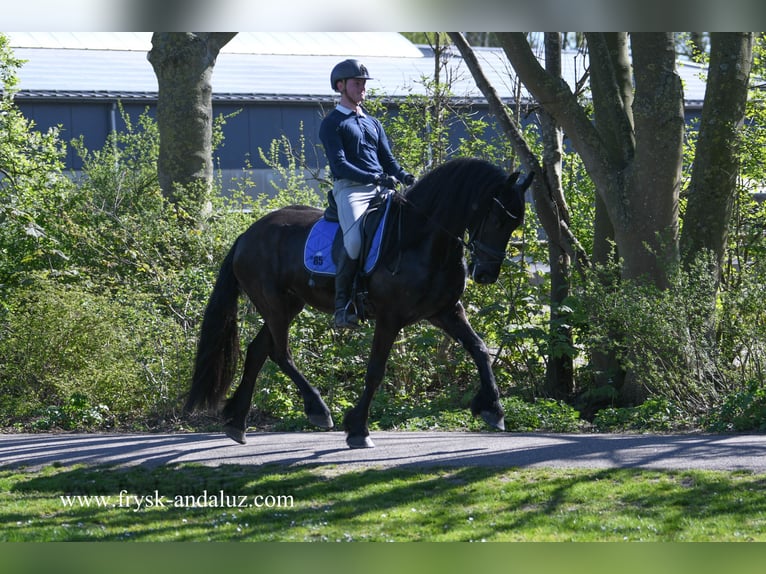 Fries paard Ruin 4 Jaar 163 cm Zwart in Mijnsheerenland