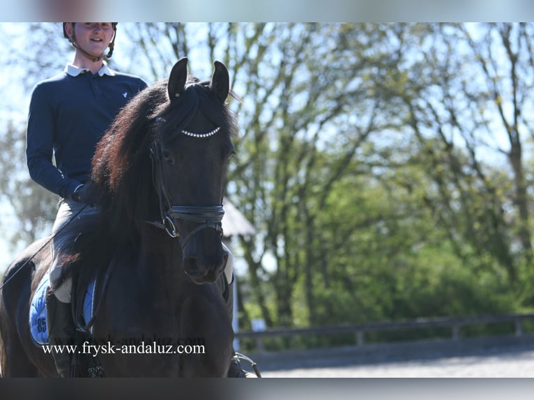 Fries paard Ruin 4 Jaar 163 cm Zwart in Mijnsheerenland