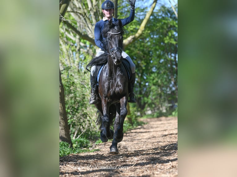Fries paard Ruin 4 Jaar 163 cm Zwart in Mijnsheerenland