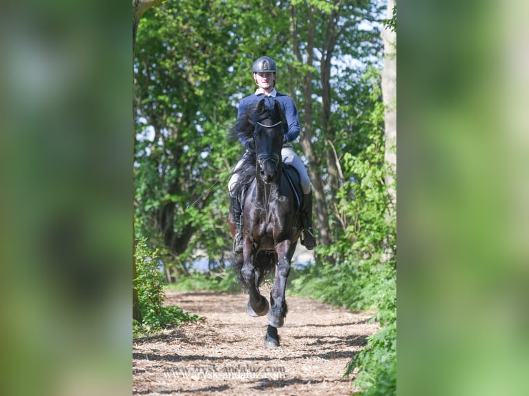 Fries paard Ruin 4 Jaar 163 cm Zwart in Mijnsheerenland