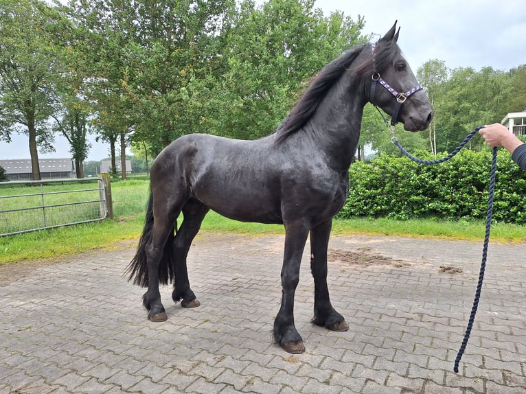 Fries paard Ruin 4 Jaar 163 cm Zwart in Dalen