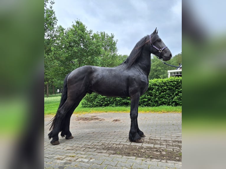 Fries paard Ruin 4 Jaar 163 cm Zwart in Dalen